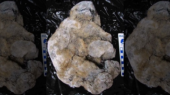 Ancient cave lion cubs found crushed and frozen in Russia